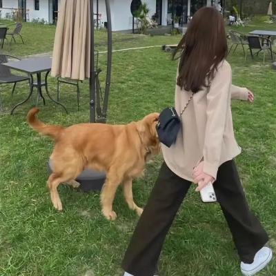 大毛狗